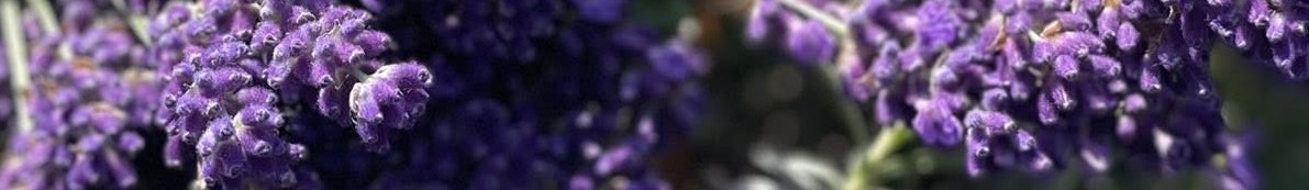 LavenderDarkHeaderBackground